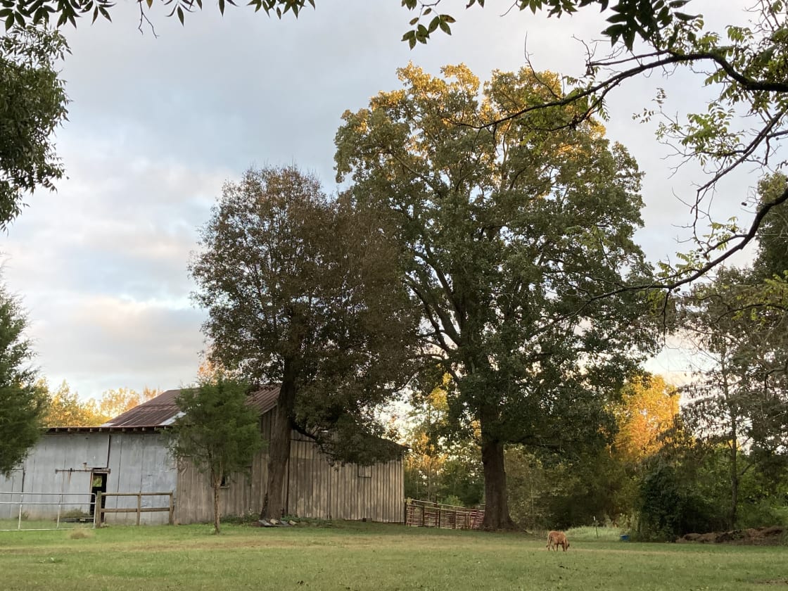 The barn and magnificent hickory and oak trees