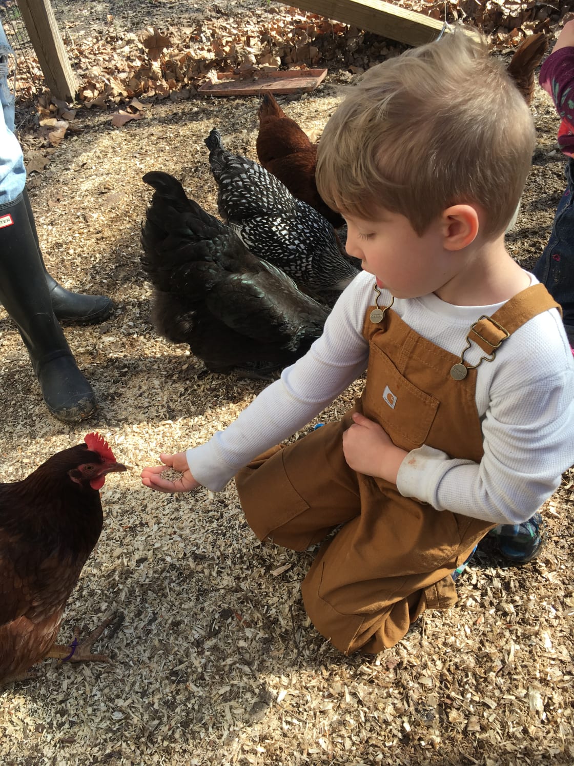 hands on time with chickens for kids & family
