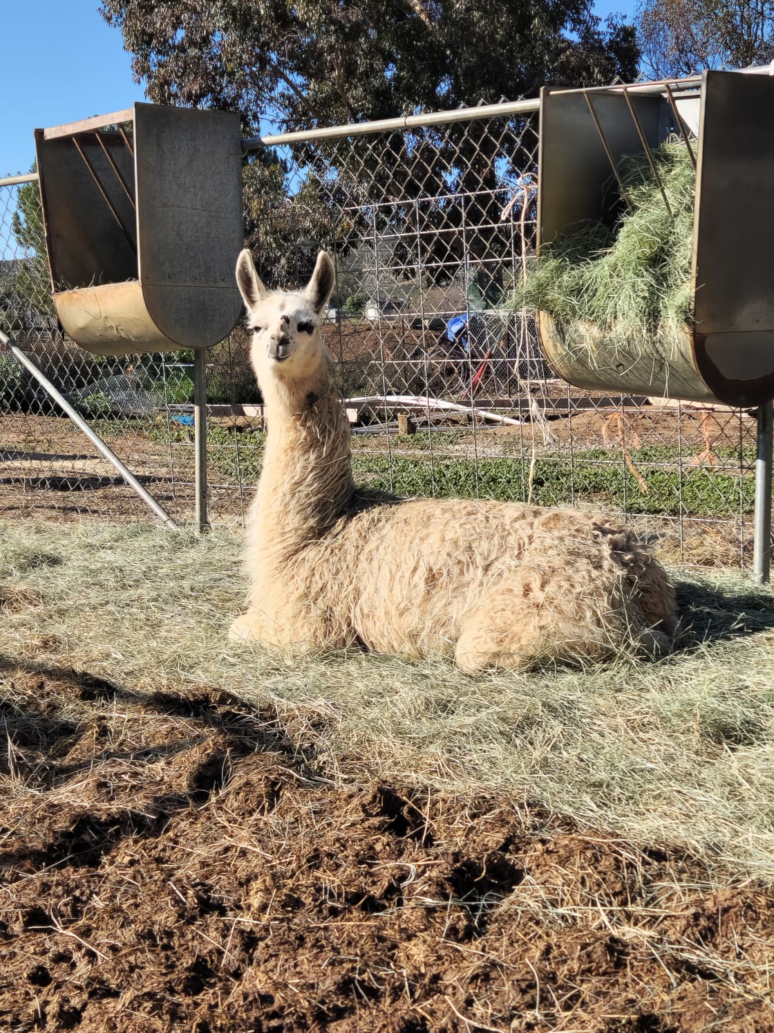 Make lots of new llama friends 