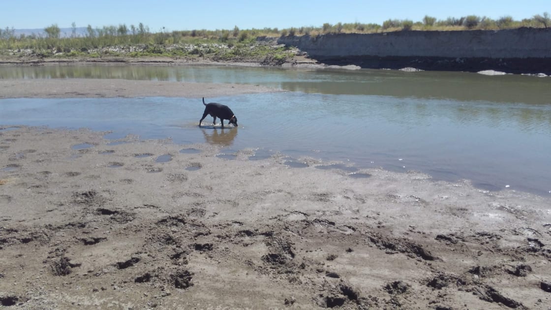 Makani playing in the Humboldt River, South of Antelope Run Ranch