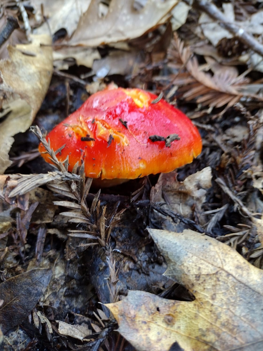 Cherry-Red Waxy Cap mushrooms are easy to spot. But don't eat them!