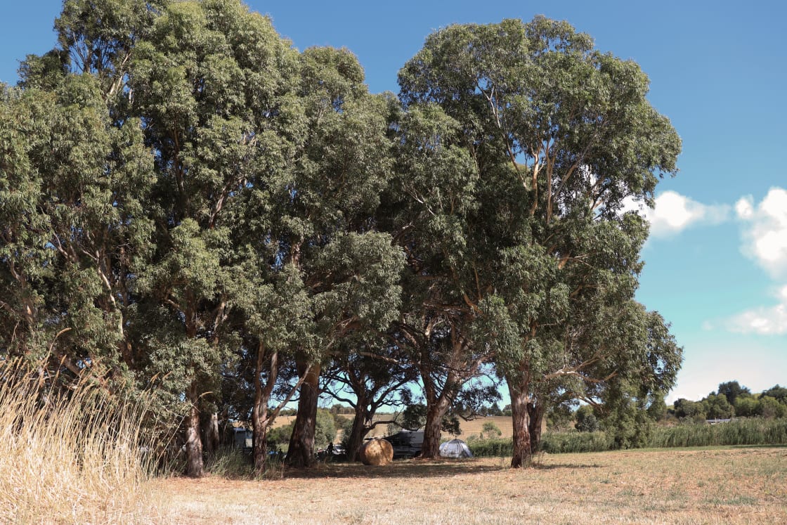 The river red gums are great for hammocking or slack lines.