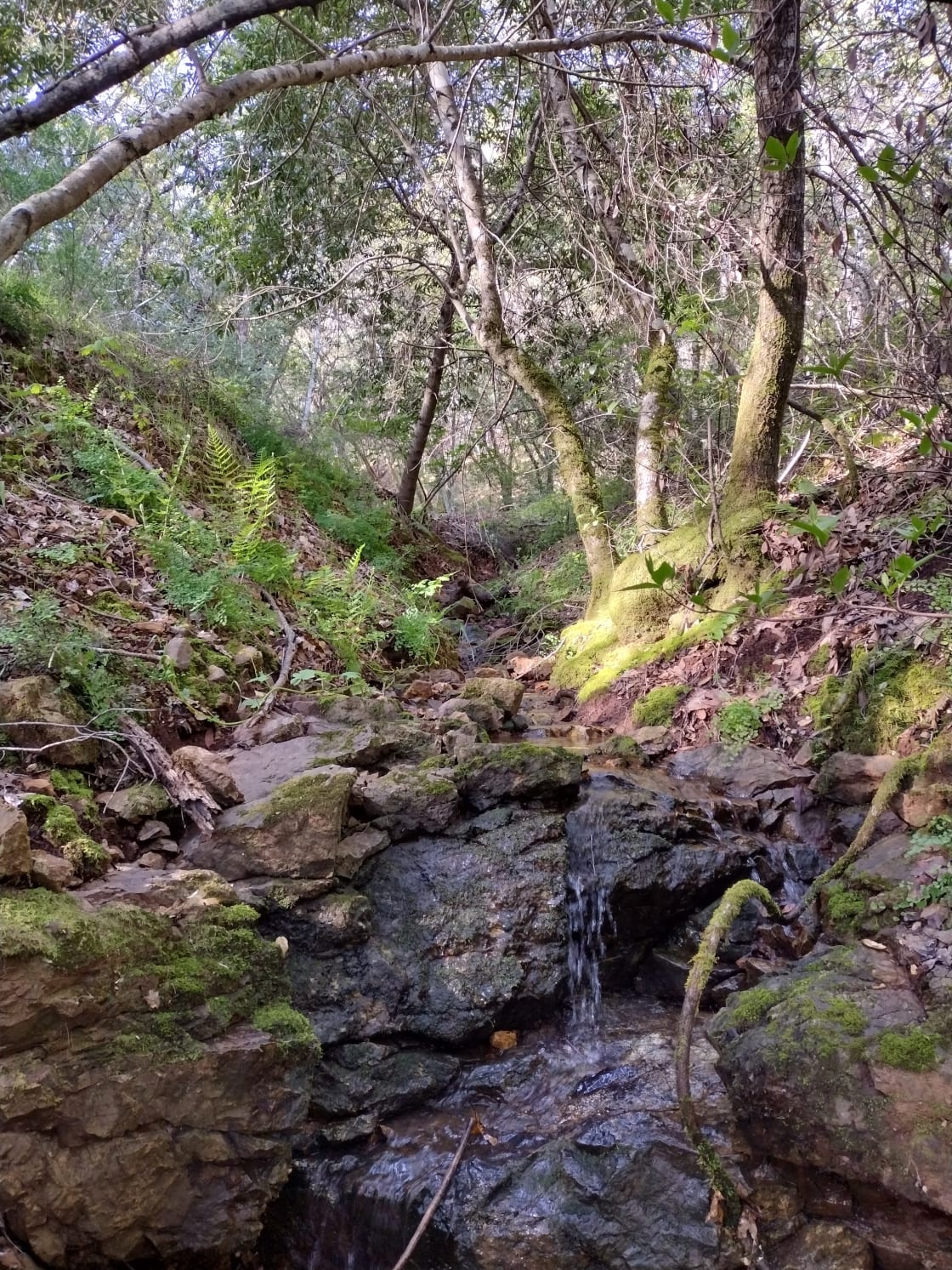 One of 3 seasonal creeks that run through the forest. 