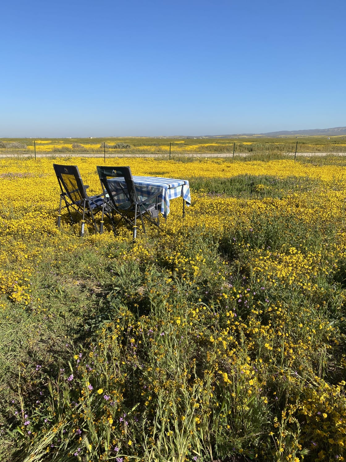 Carrizo Plains, and flowers for miles