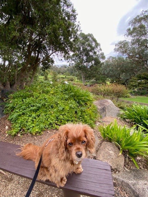 Japanese Gardens are dog friendly