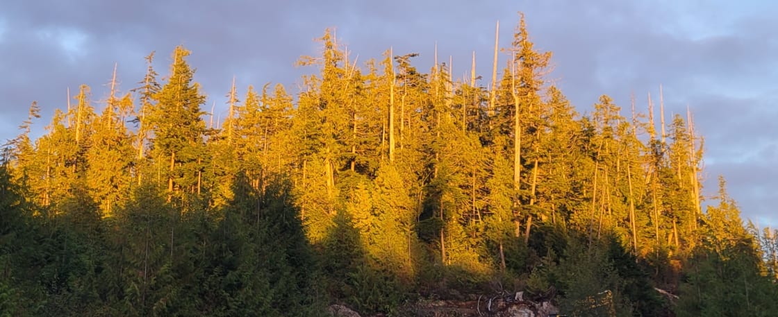 Looking East into The Old Growth at Sunset