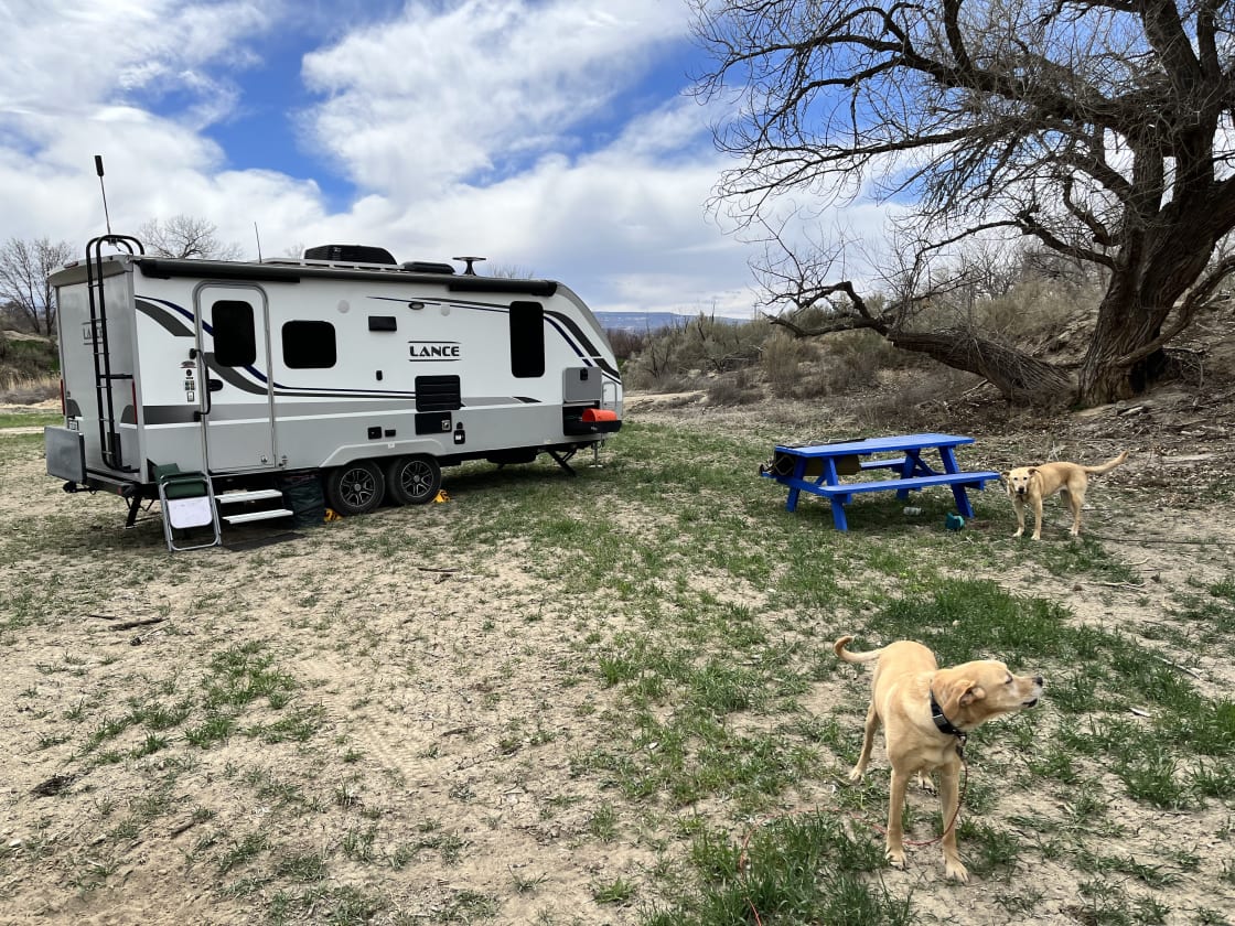 Desert camping views and wildlife