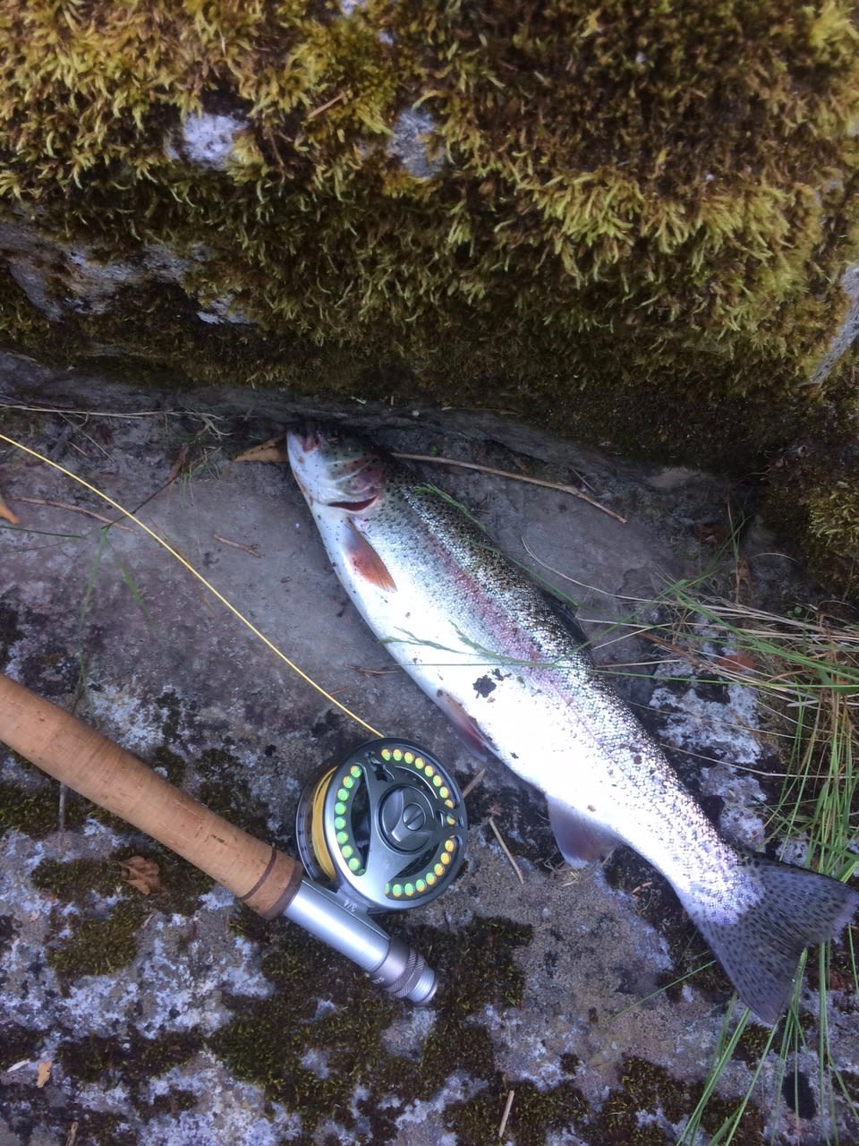 Fish in the river, Rainbow trout, Steelhead and Salmon