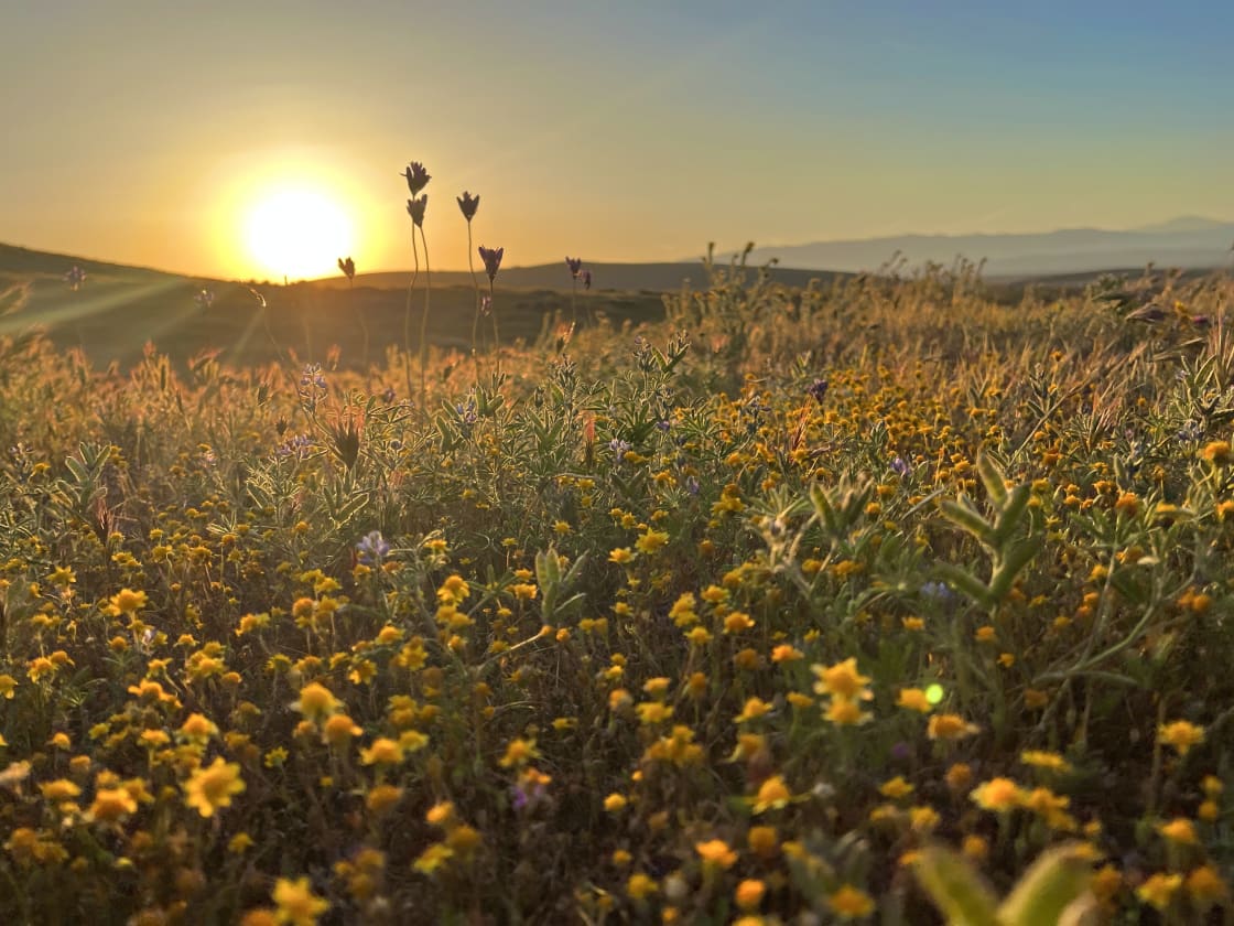 California Poppy & Wildflower Field