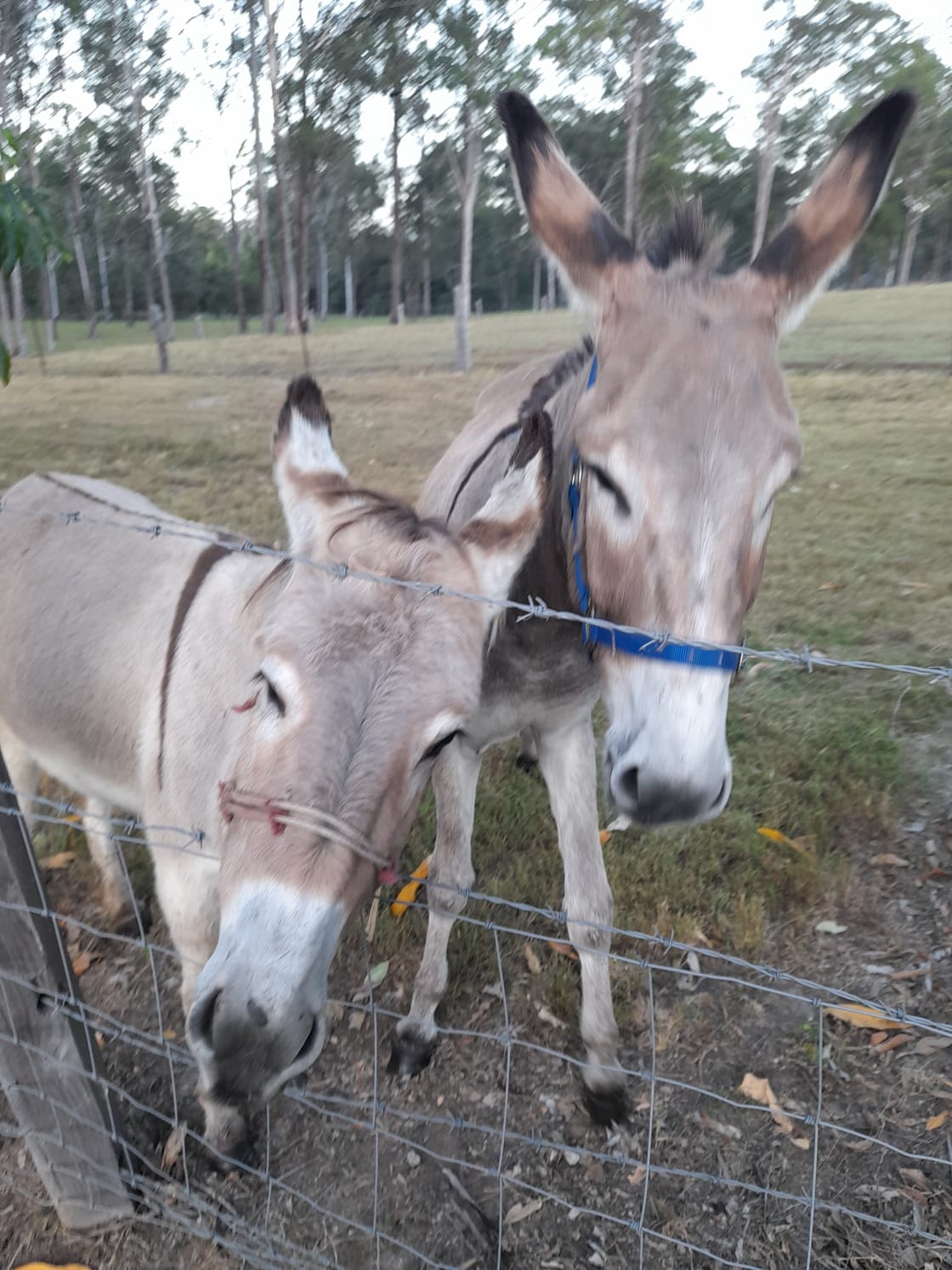 Meet the noisey donkeys Jacks and Queenie
