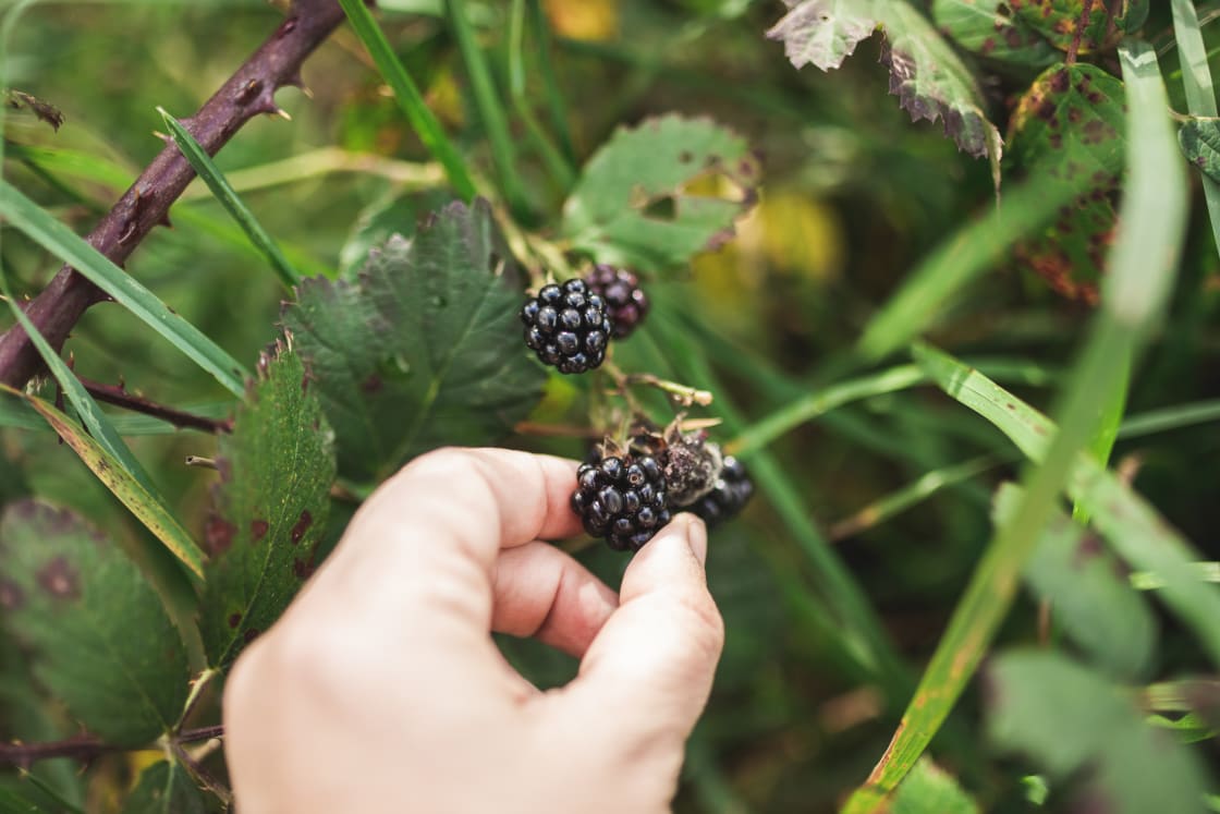 Foraging some delicious blackberries