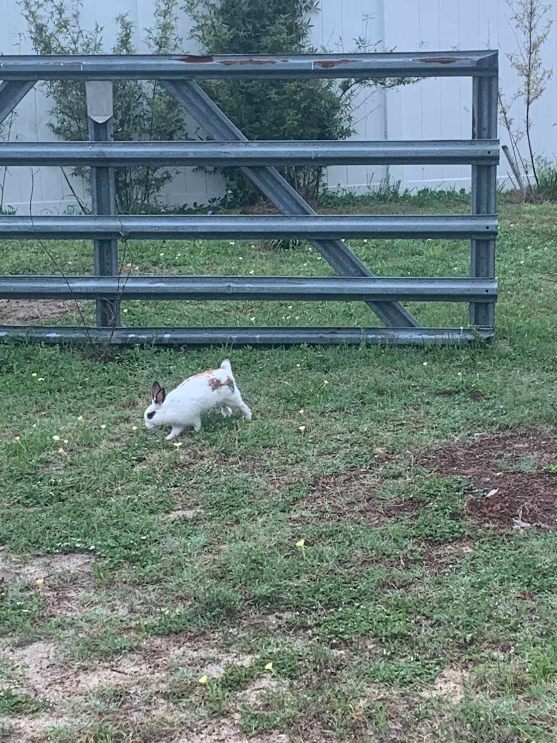 Bunnies