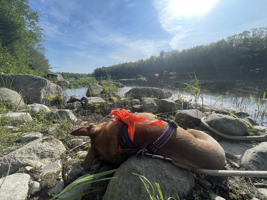 Maine River Campsite