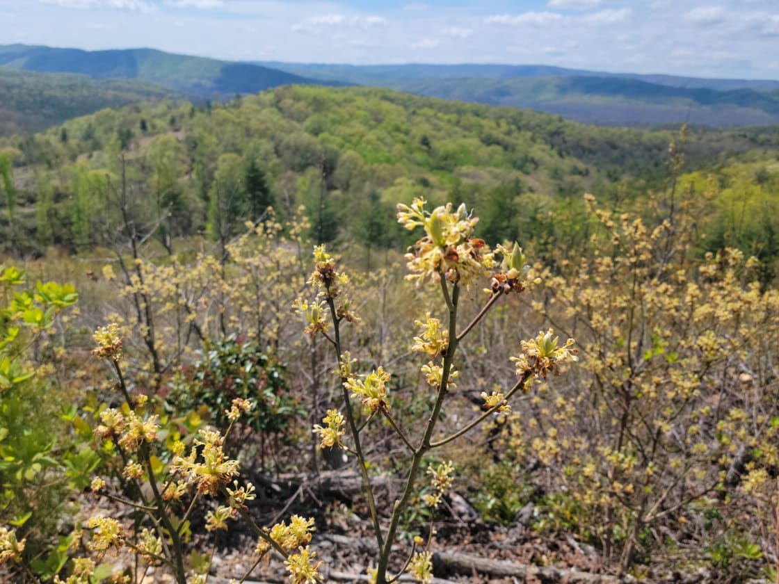 Sassafras in bloom (April 2023) along the Upper Forest logging sled road.  Left of the image is our property and the right of the image is the GWNF.