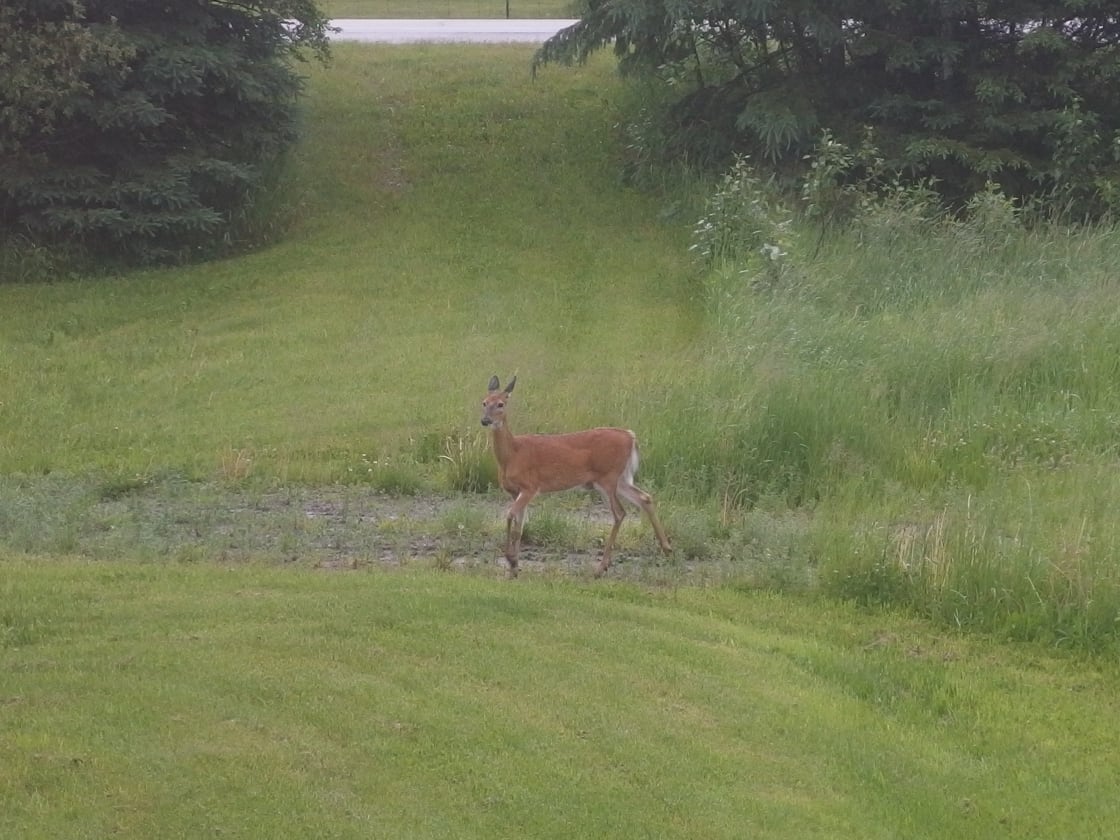 Deer in our lawn