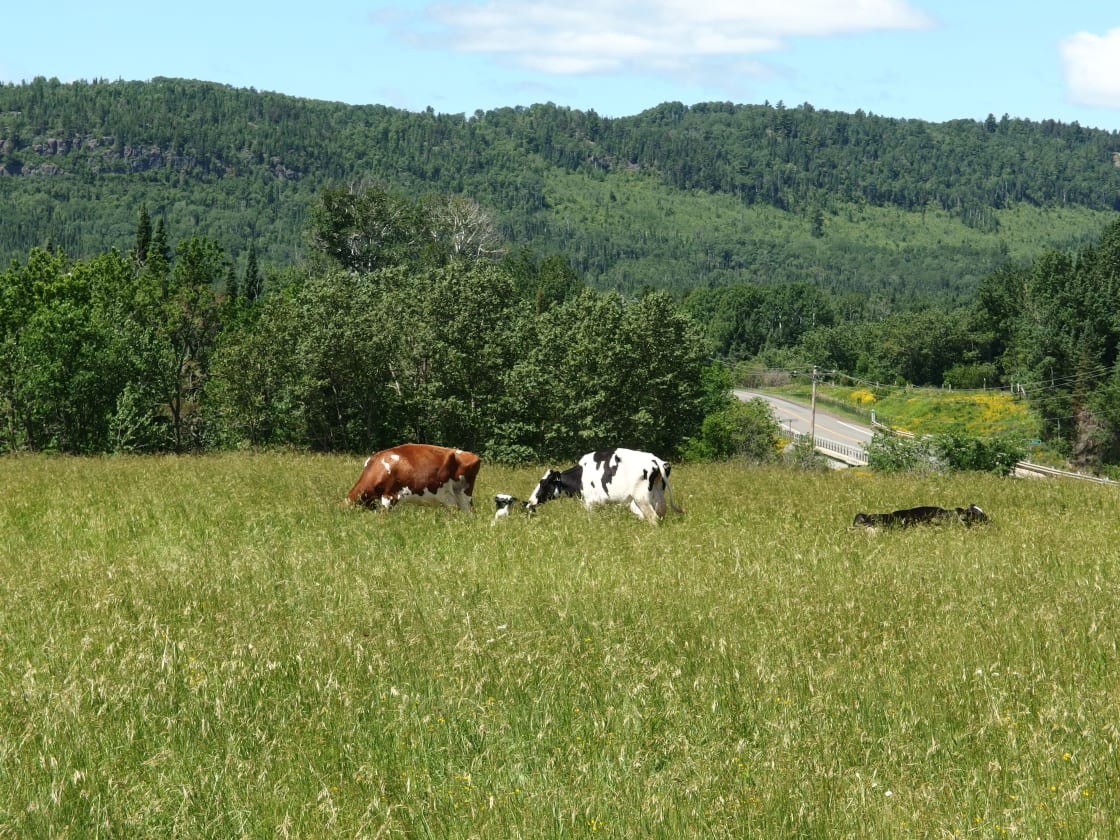cows in pasture across from the dairy
