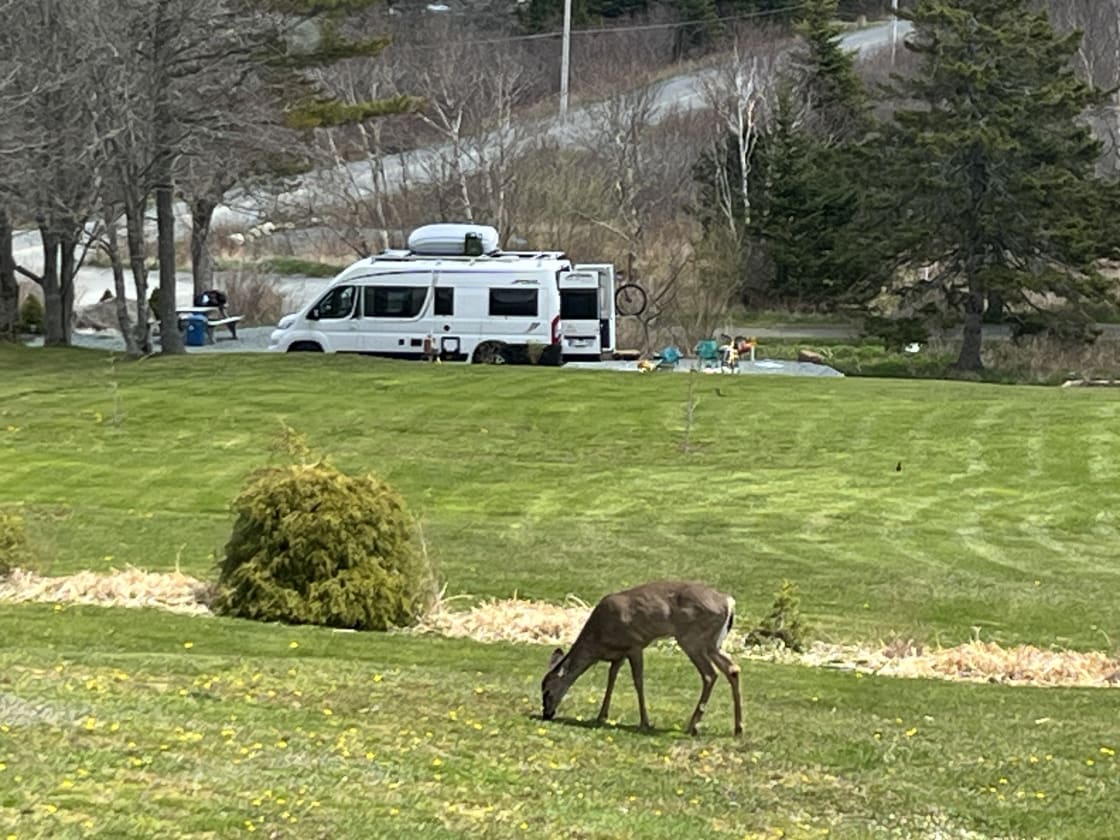 You never know who will drop in while camping. This deer was taking advantage of the dandelions May 2023