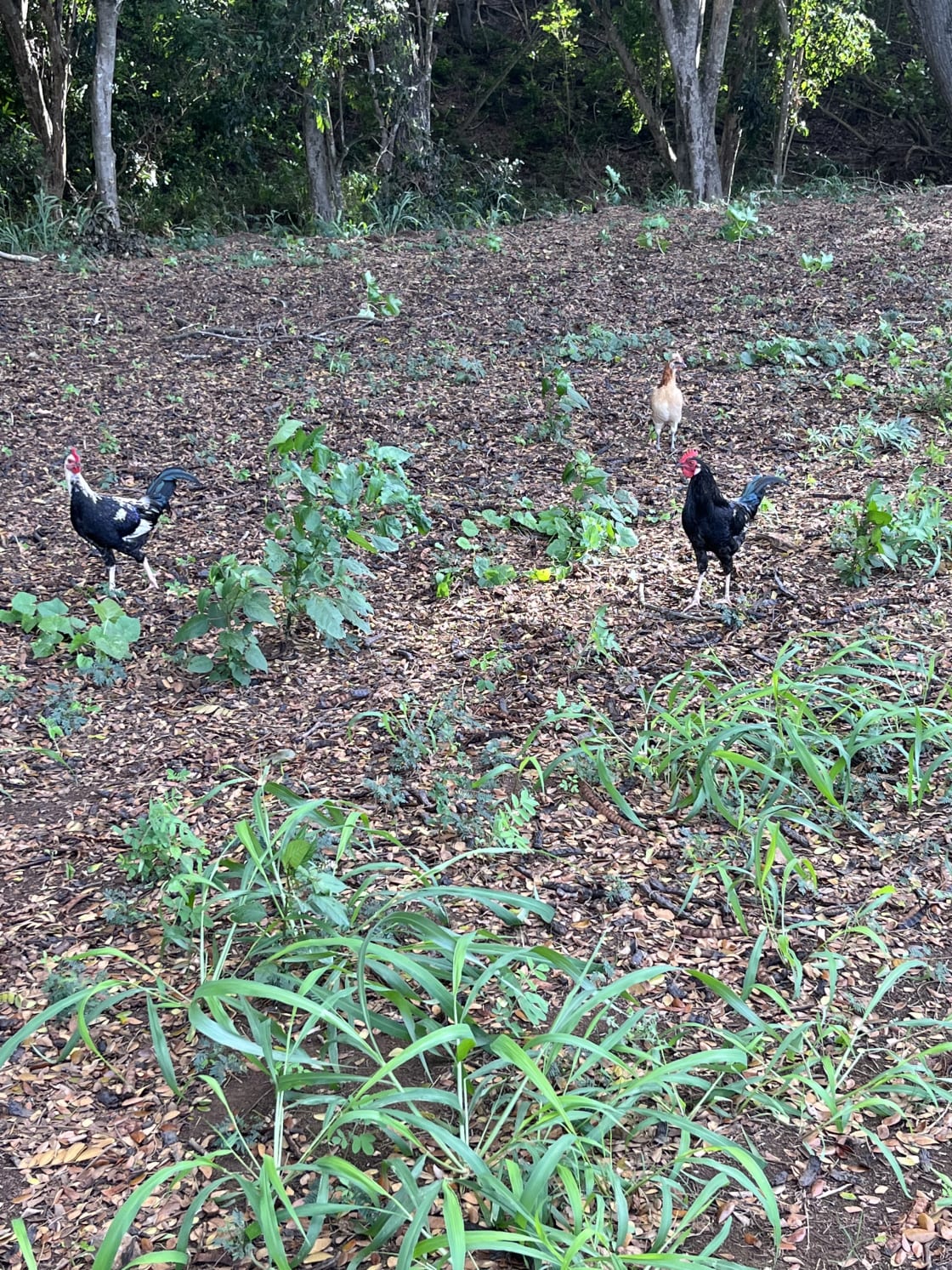 There are a few chickens and roosters on property.