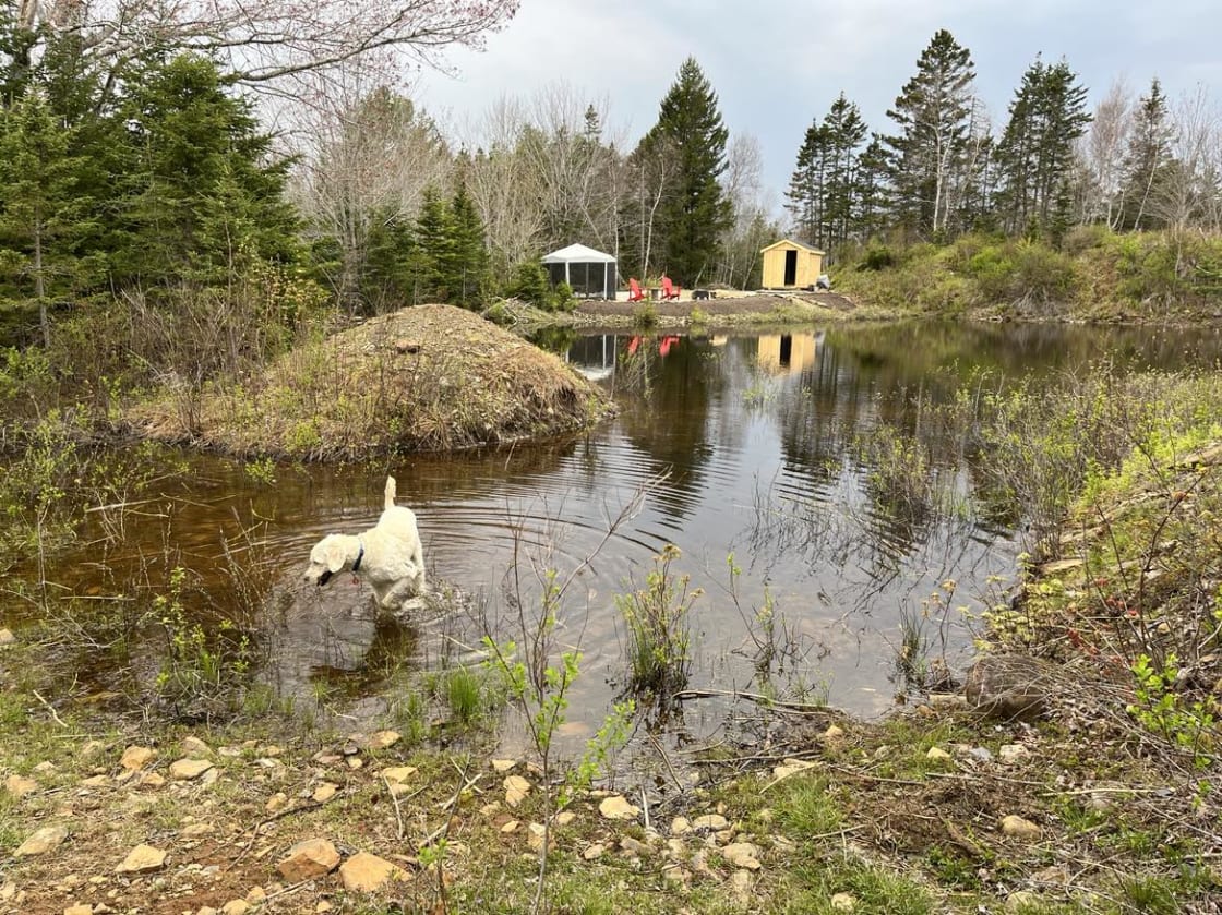 This photo looks towards The Landing from Talia’s Grove. The sunset drops behind the bunkie and brook trout jump in the beaver pond. Ripley loves to go frogging whenever he can.