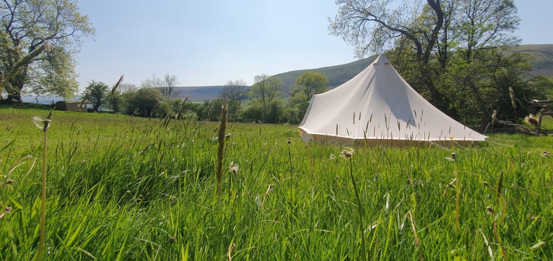 Our 5m bell tents are surrounded by wildflower meadow :)