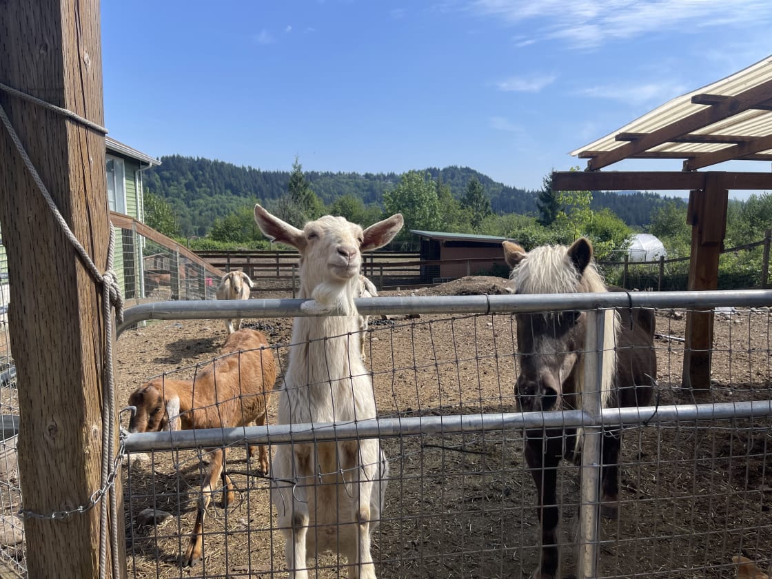 Friendly goats and pony 