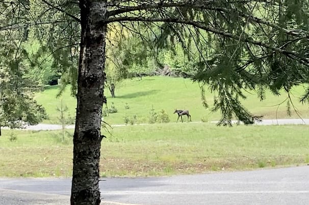 A moose in the meadow across the street. You will see many deer, turkeys, and other wonderful wildlife while staying here.