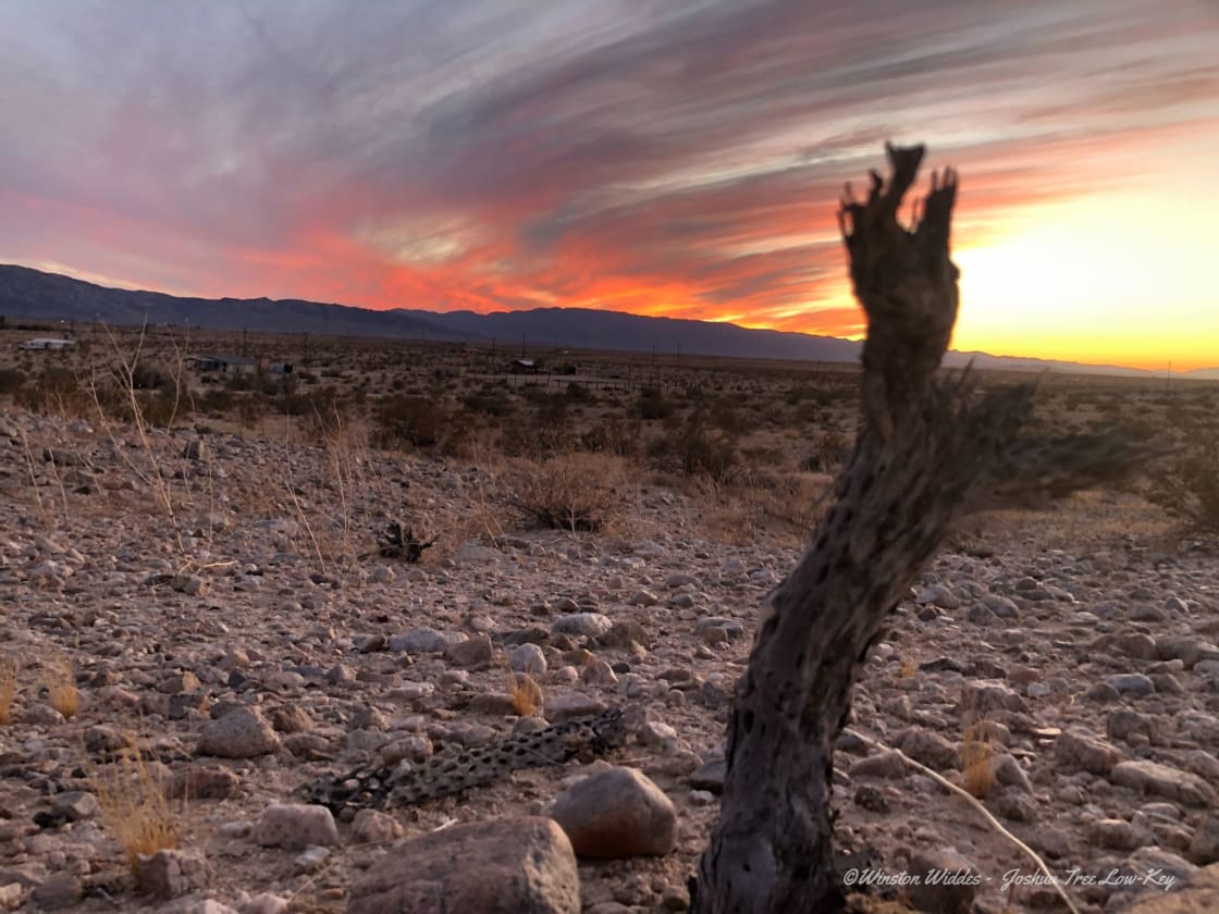 Cholla wood (Cacti wood) and a gorgeous sunset!