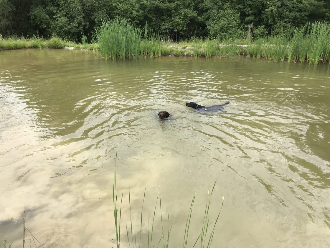 Dogs love the pond.