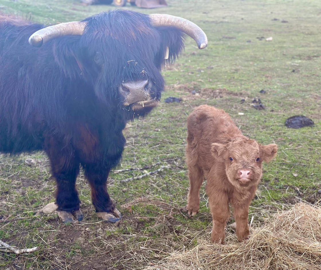 Mama Cow and baby Wally