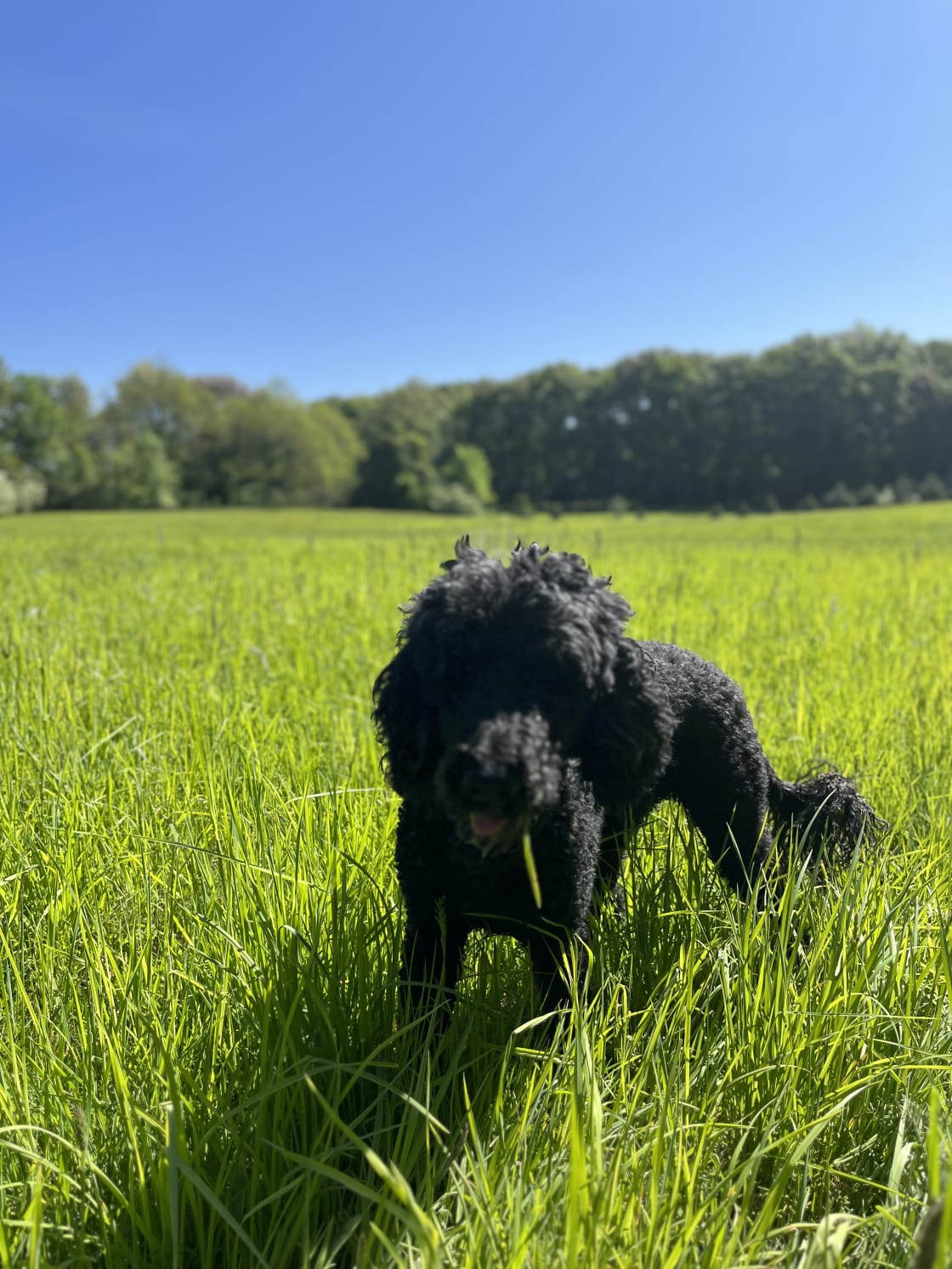 Our Dog enjoying the fields