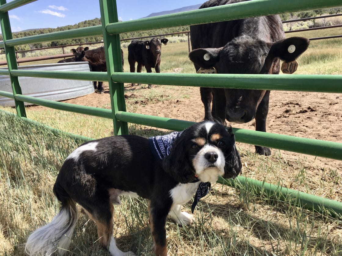 Buster out working the ranch! 