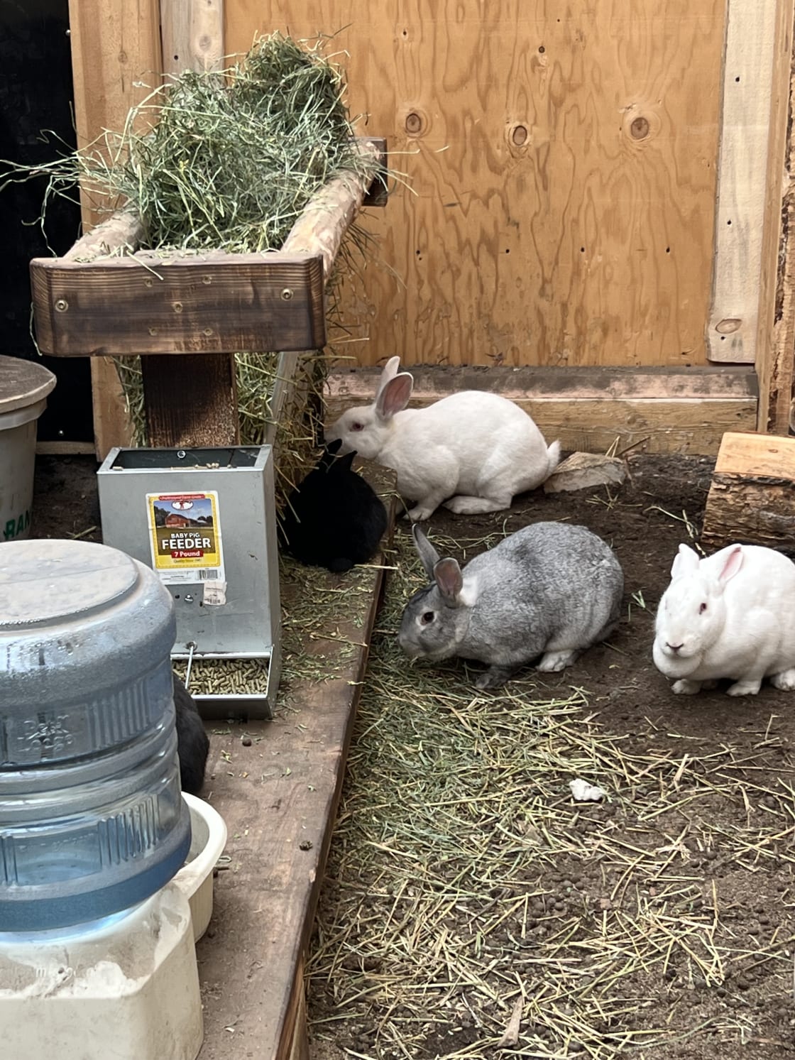 The homestead rabbit colony