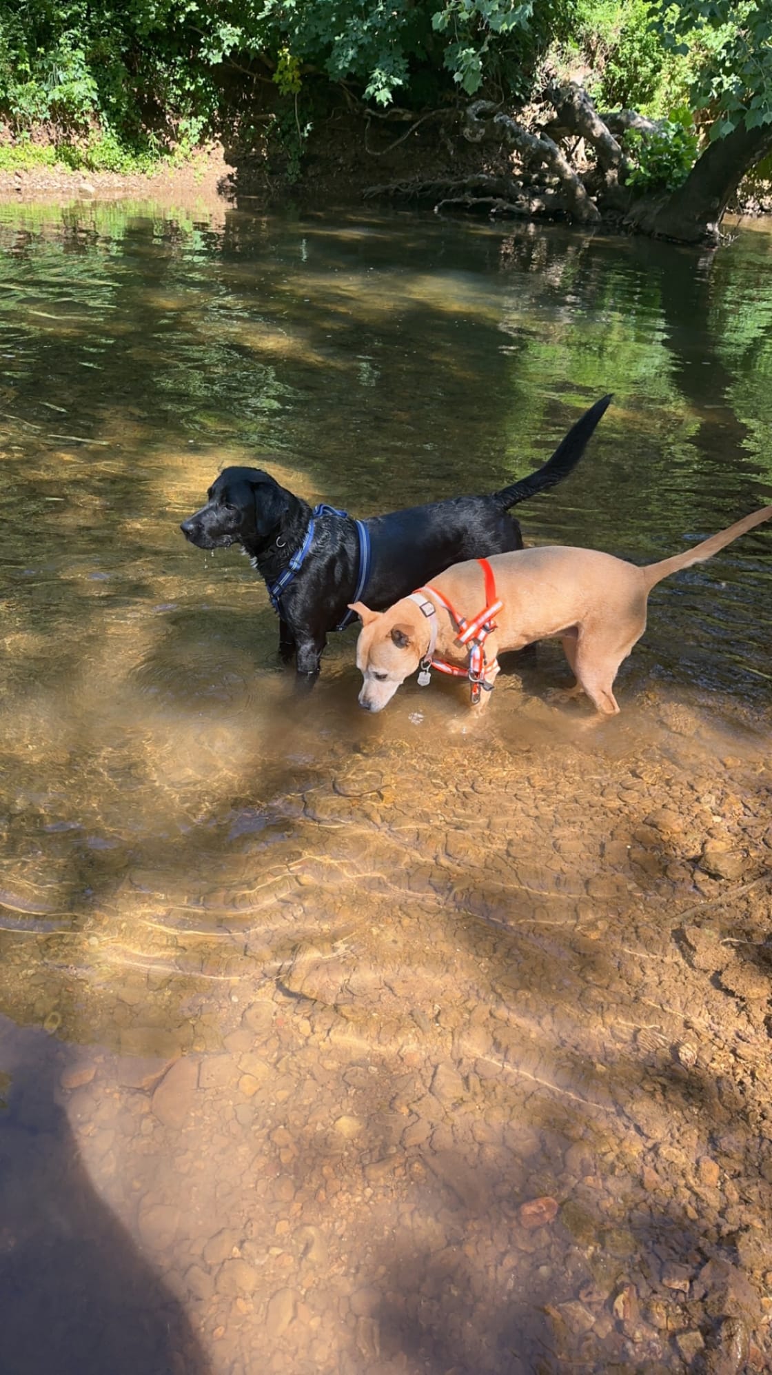 Pups loving the water