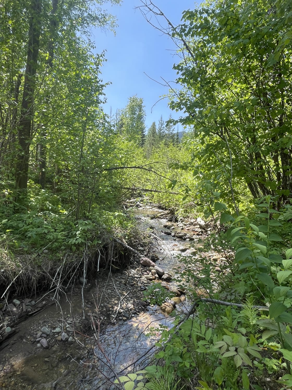 Creek that runs through camp area