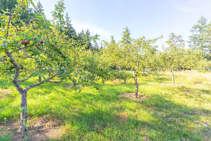 Orchard Trees
