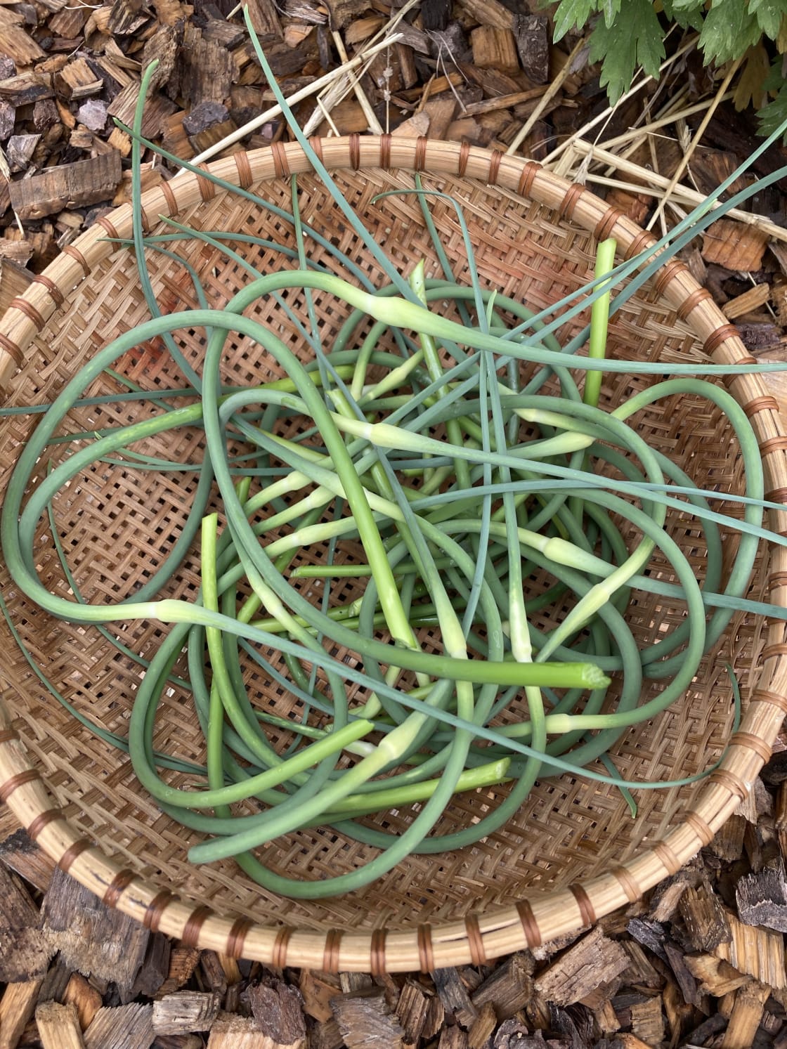 Fresh garlic scapes available every June.