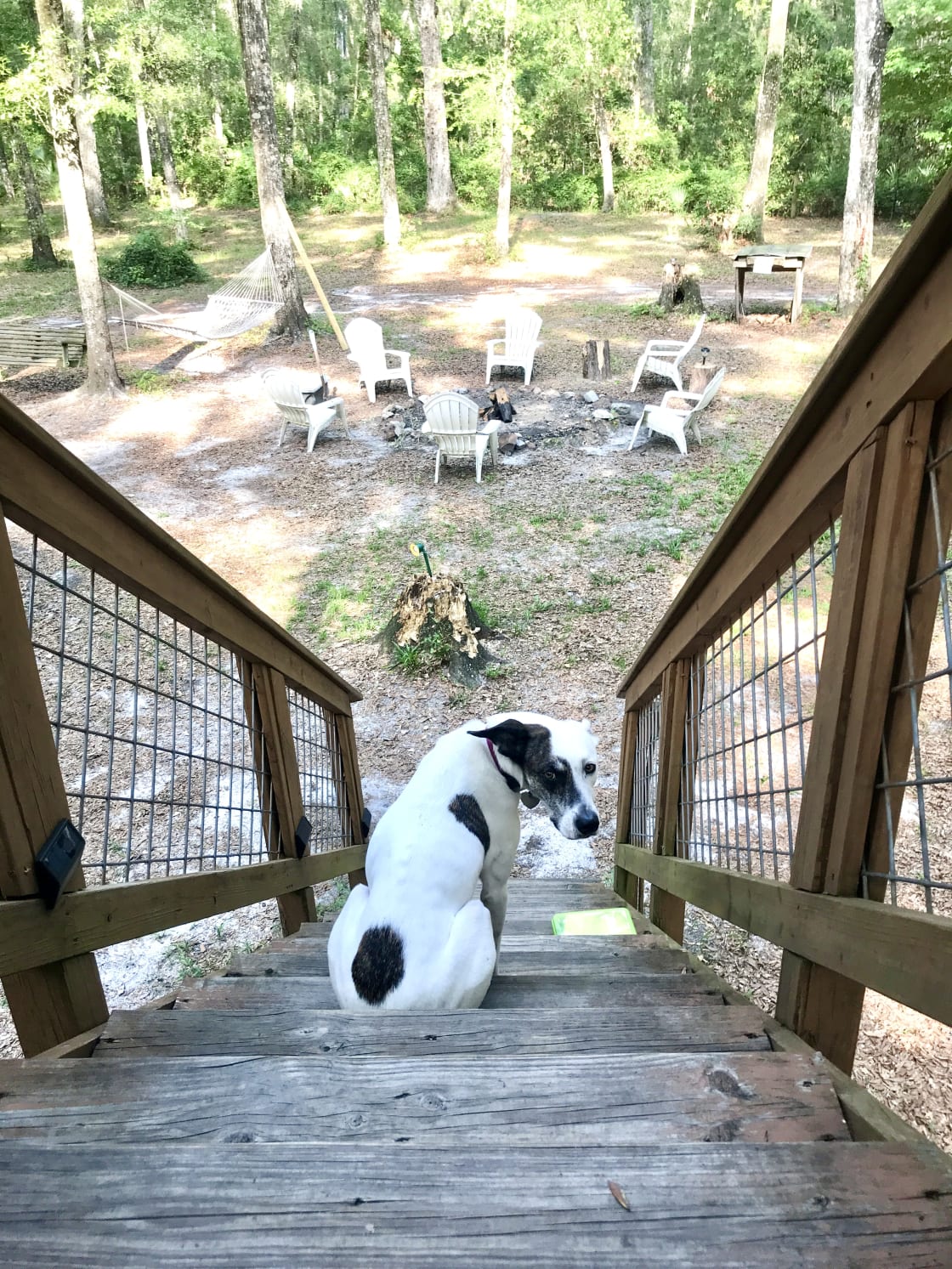 Treehouse Cabin Retreat - Florida