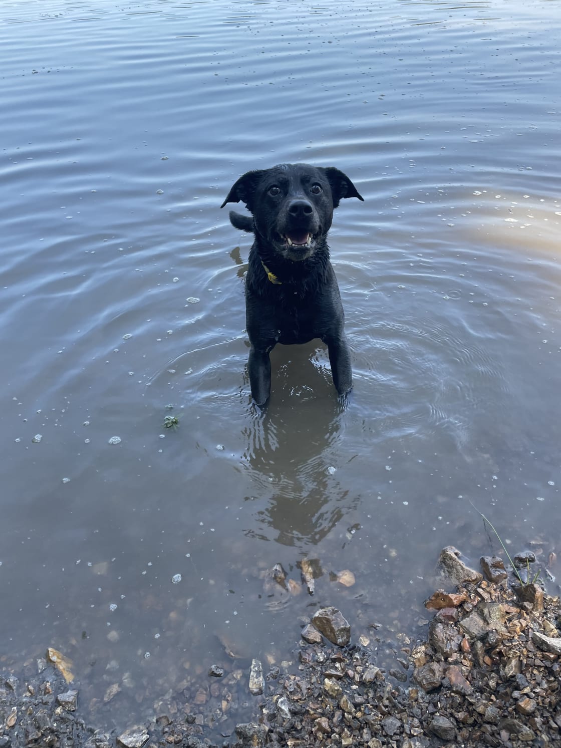 Our lab/Chesapeake mix had a blast in the water. 