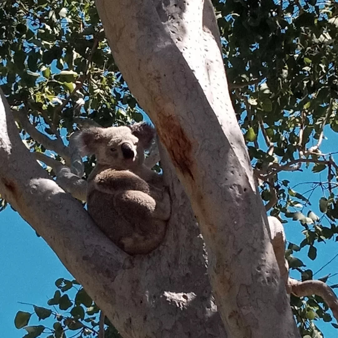 Our local koala on-site!