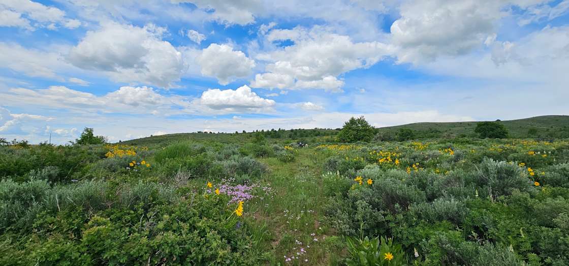 Moonlight Mine Acres