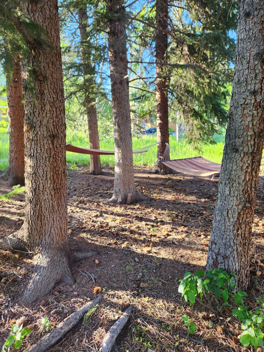 Relax in Hammock Gulch and listen to the wind in the trees. 