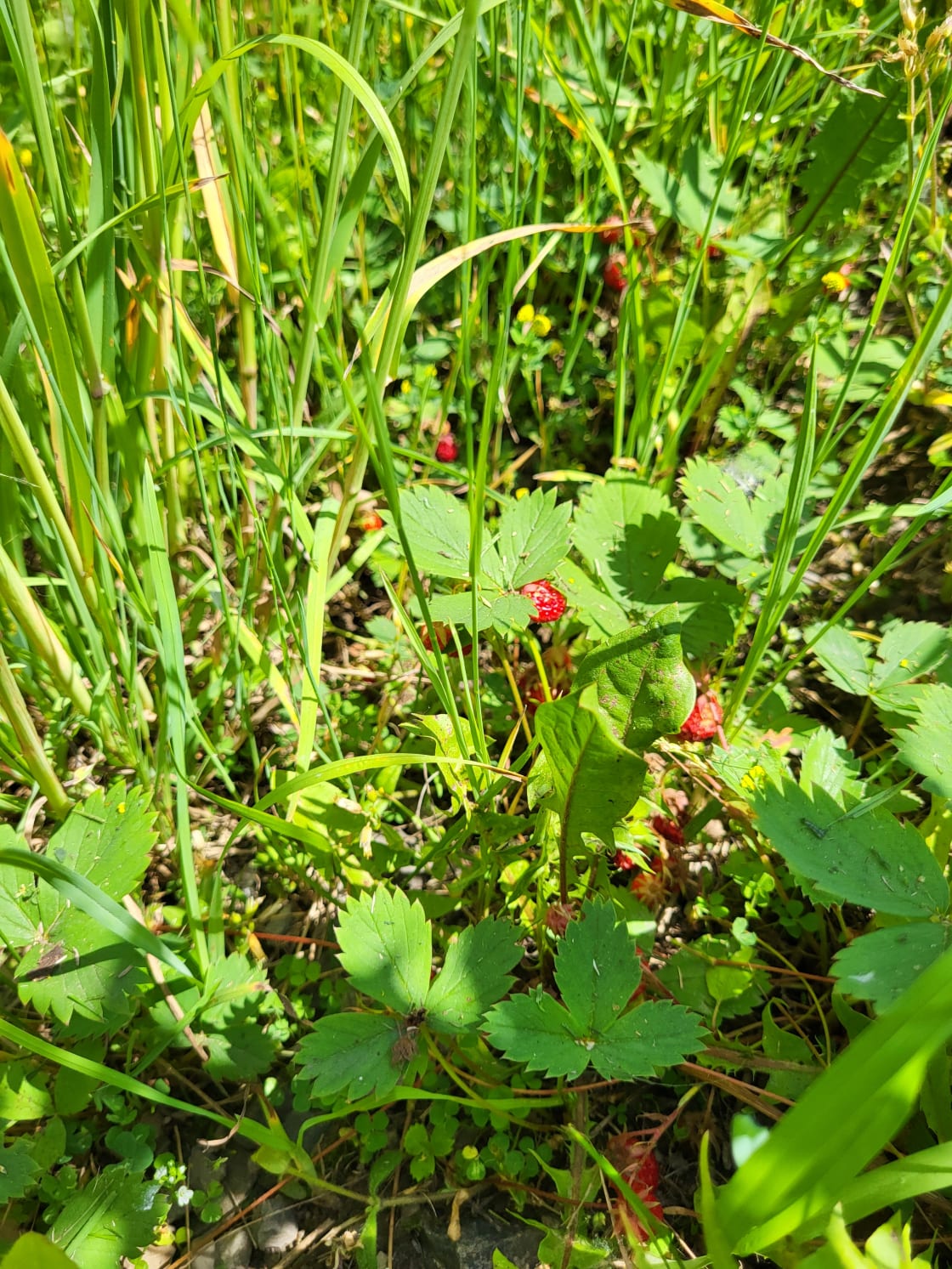 wild strawberry all around your site/ Fraises sauvages tout autour de votre terrain de camping 