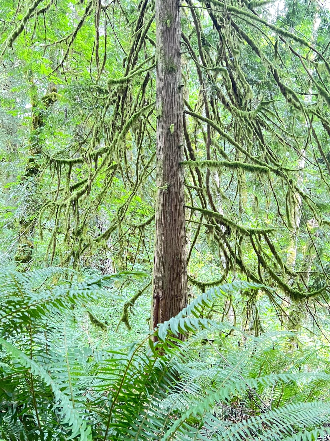 Carnation Moss Forest