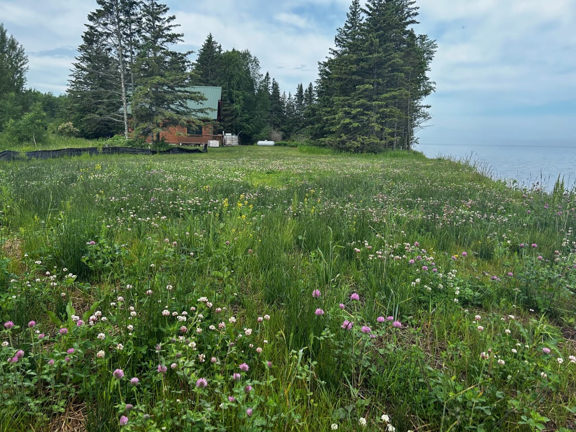 The wildflower field next to our cabin: your camp site!