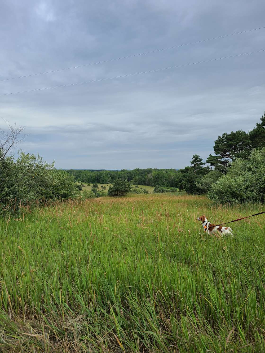 Miss Sue's Grazen Pastures