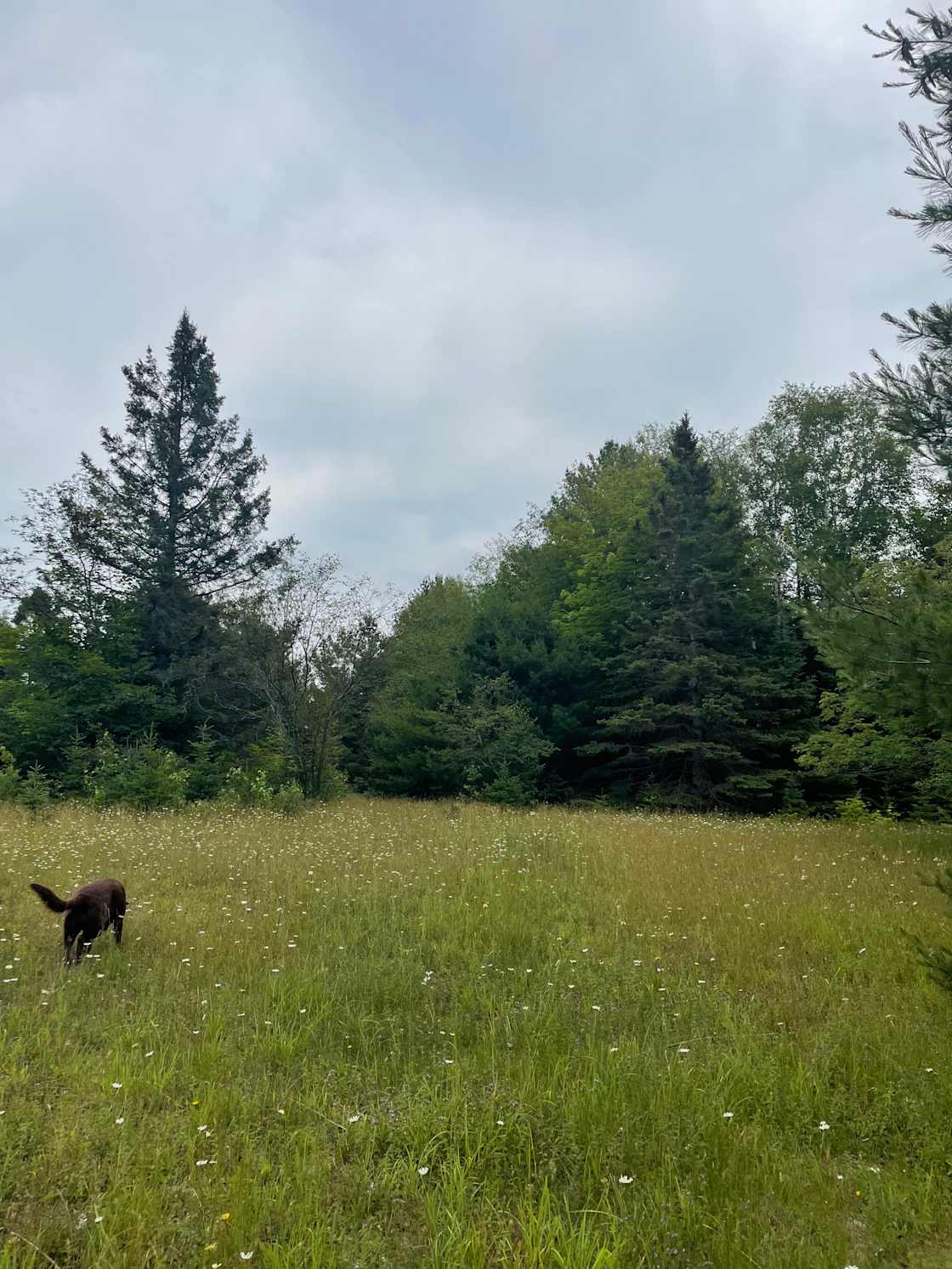 Churning Rapids Pasture campsite!