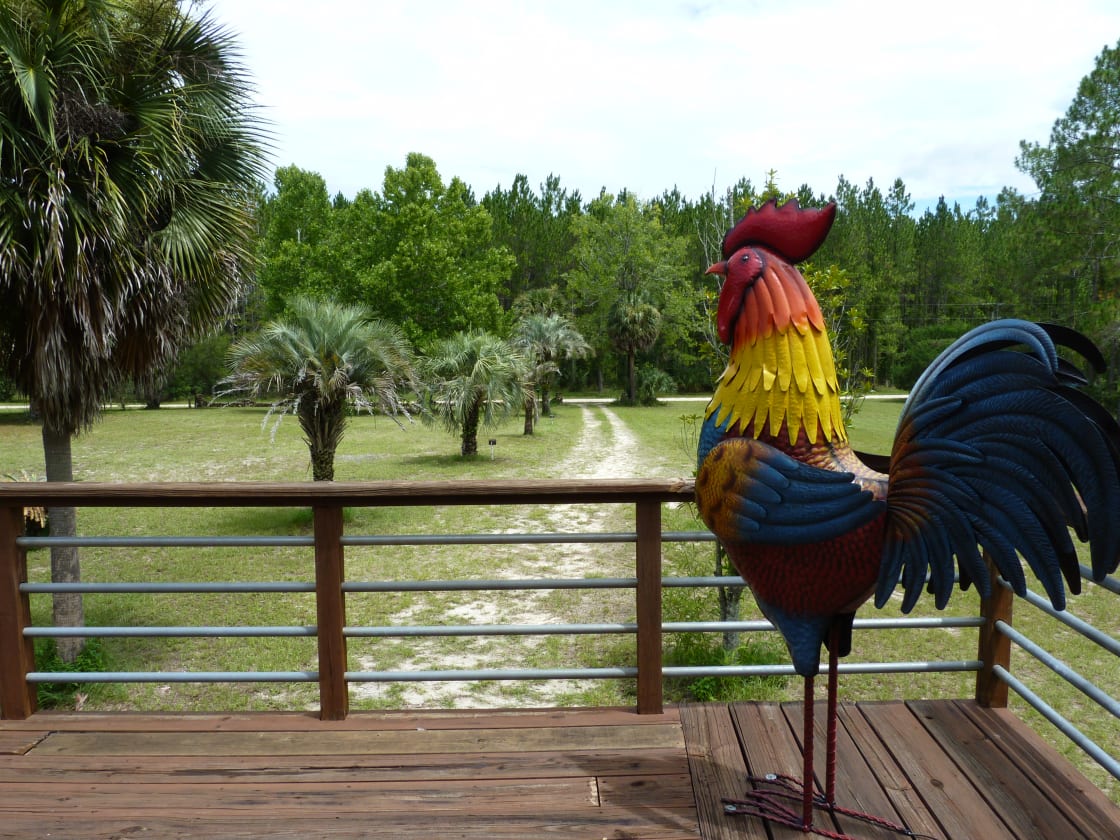 The Treehouse Rooster standing watch