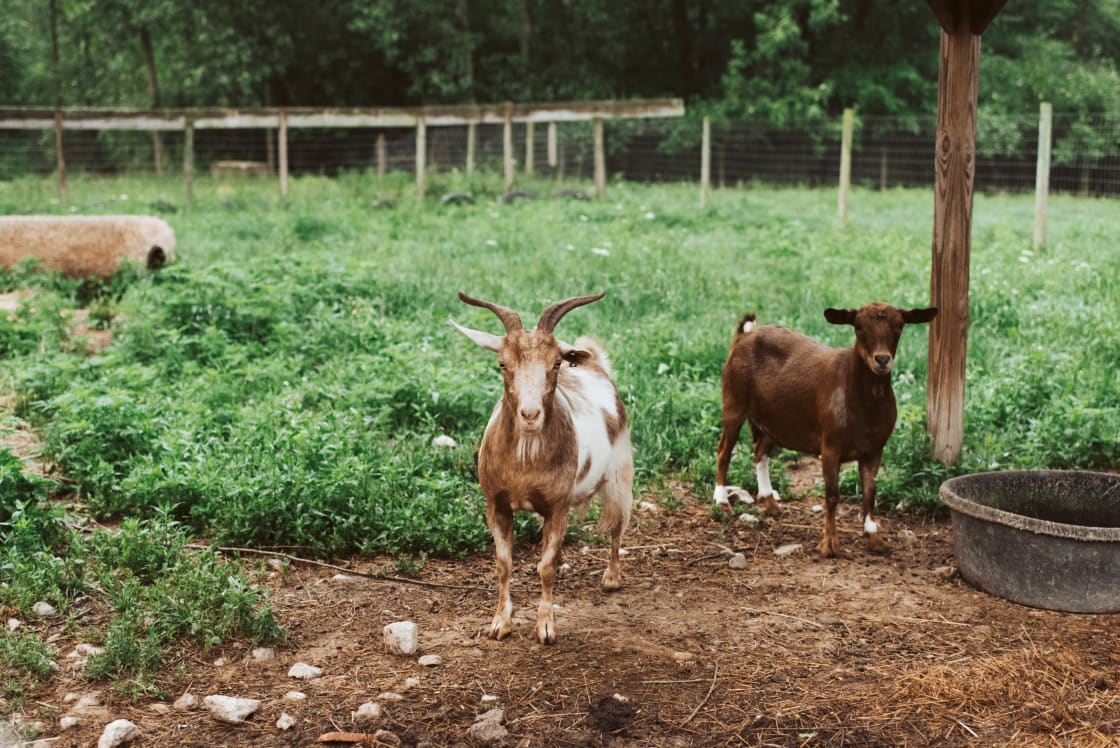 Take a walk to the farm and visit the goats. 