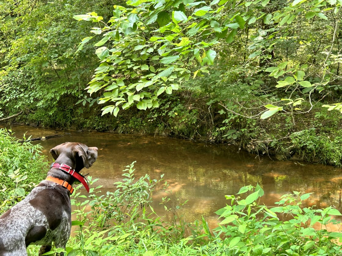 Our best dog Jack, helping photograph.  Our four-legged friends love the creek!