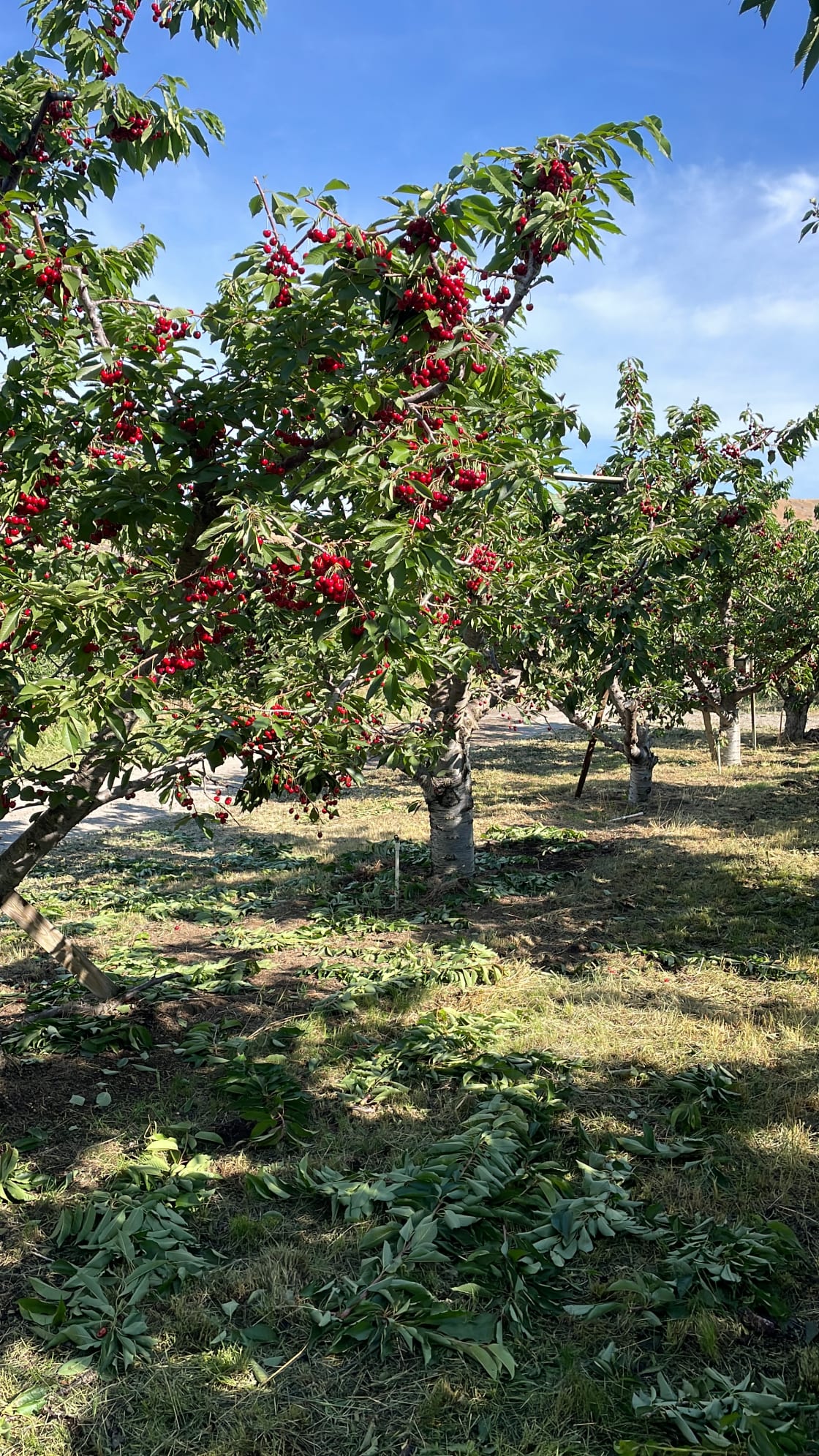 HDH Orchards